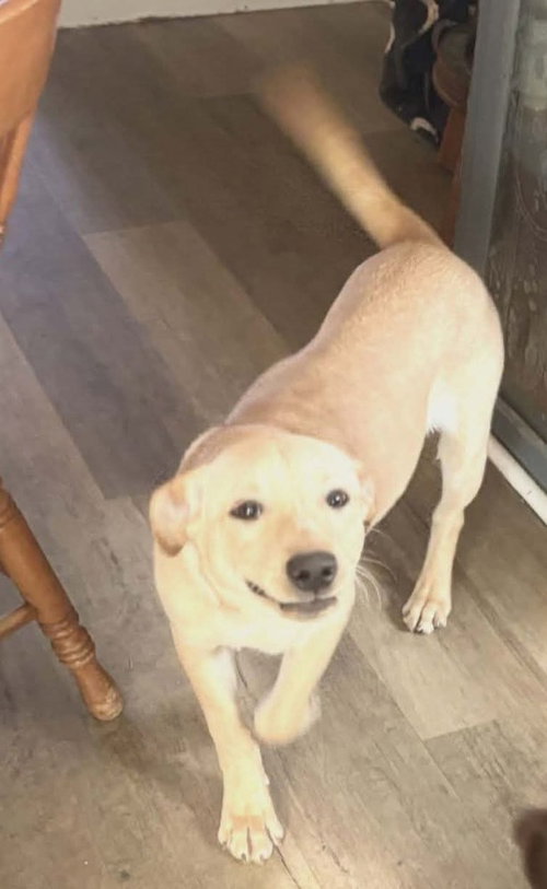 picture of the dog needing adoption