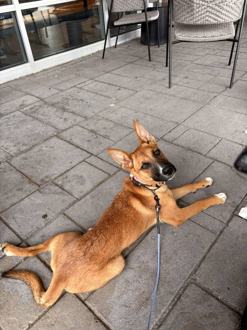 picture of the dog needing adoption