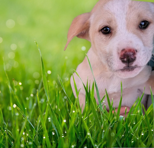 Butterscotch, an adoptable Labrador Retriever in garner, NC