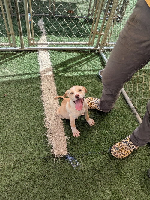 picture of the dog needing adoption