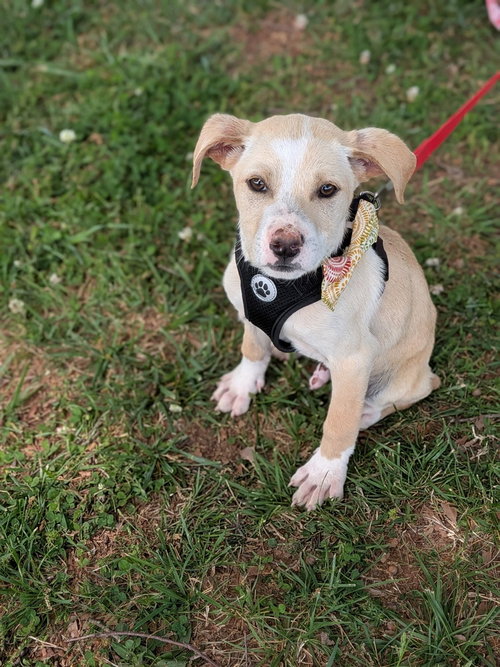 picture of the dog needing adoption