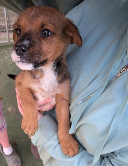 Cream puff, an adoptable Terrier in garner, NC