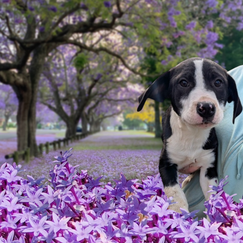 Batman, an adoptable Boxer in garner, NC
