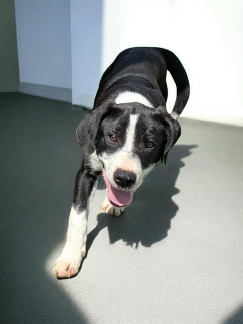 Batman, an adoptable Boxer in garner, NC