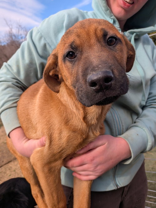 Robin, an adoptable Boxer in garner, NC