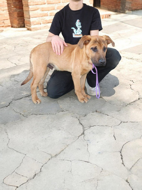 picture of the dog needing adoption