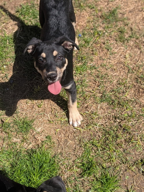 Pear, an adoptable Shepherd in garner, NC