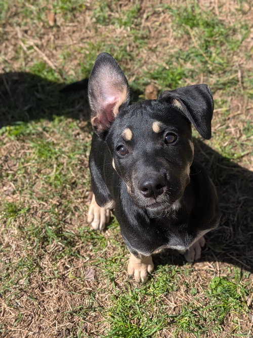 Papaya, an adoptable Shepherd in garner, NC