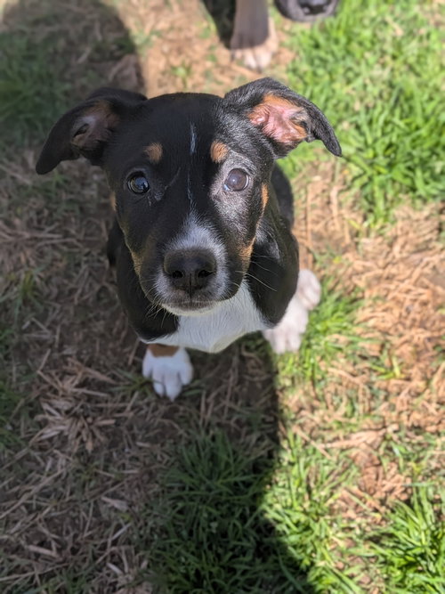 picture of the dog needing adoption