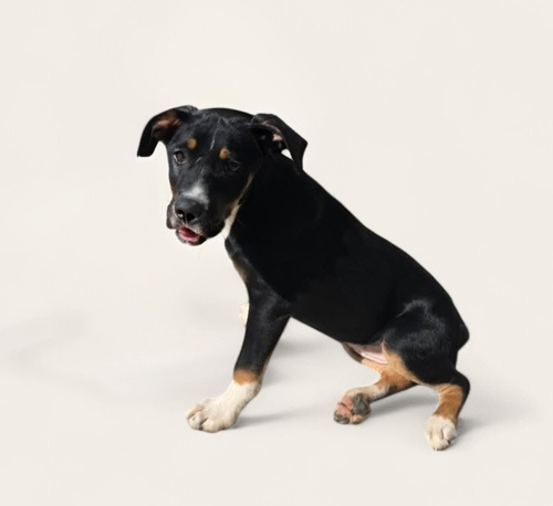 picture of the dog needing adoption