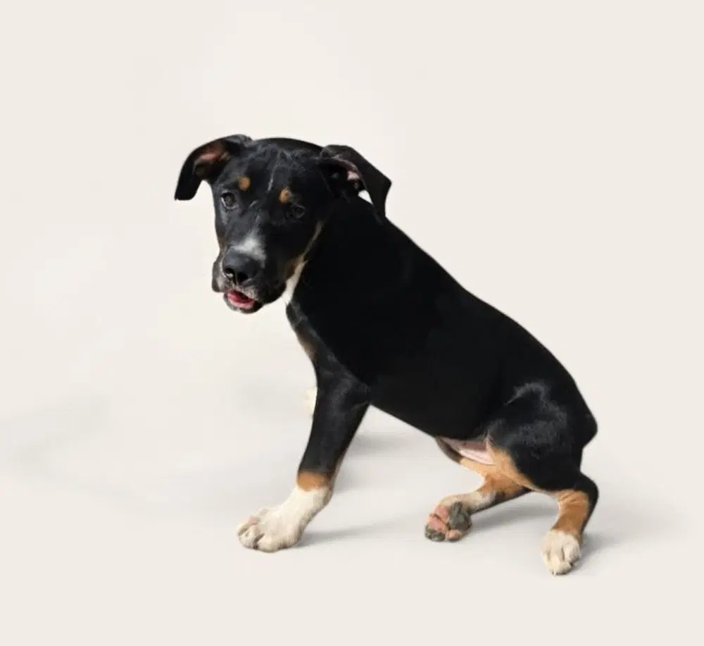 Peach - Labrador Retriever