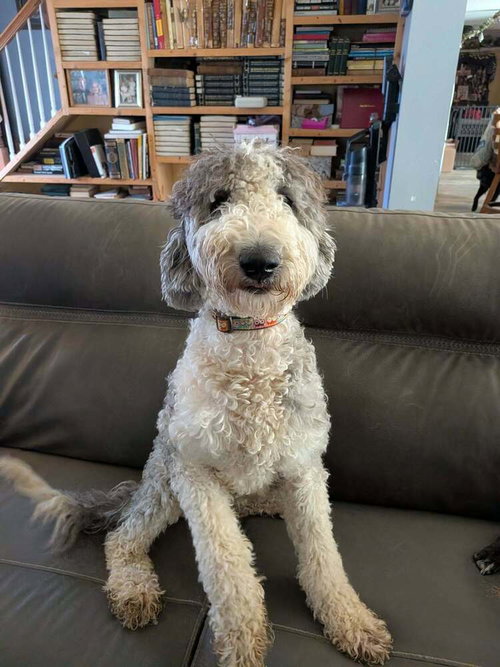 picture of the dog needing adoption