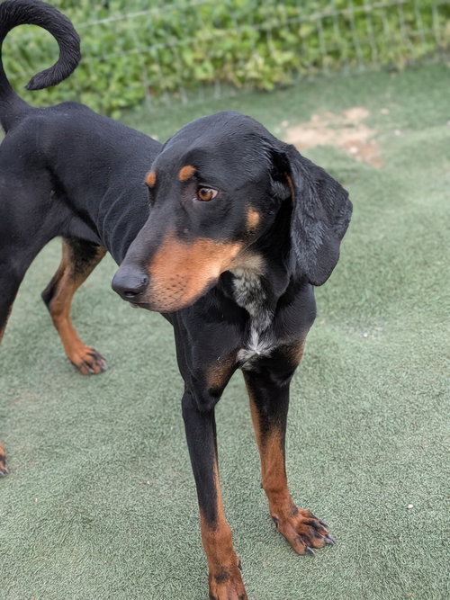 Buddy, an adoptable Doberman Pinscher in garner, NC