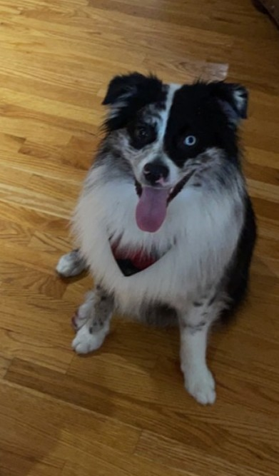 Jax, an adoptable Australian Shepherd in garner, NC