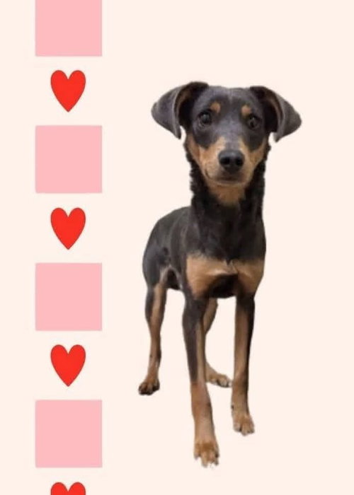 picture of the dog needing adoption