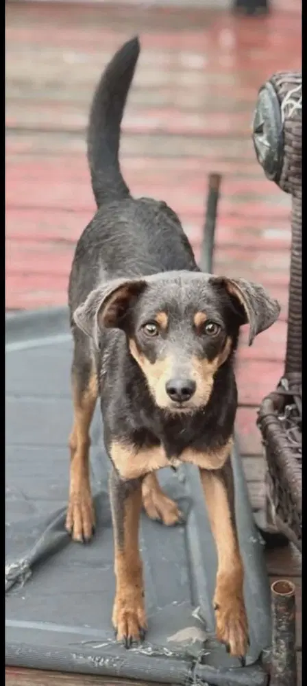 Randy - Terrier