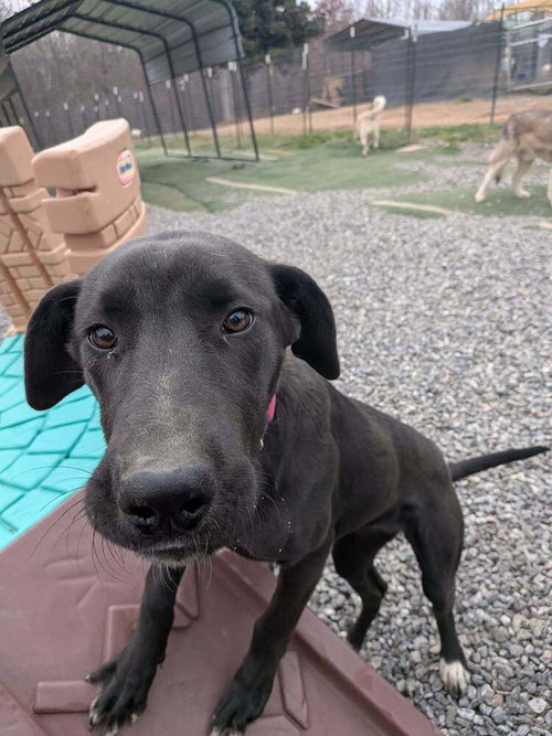 Wednesday, an adoptable Great Dane in garner, NC