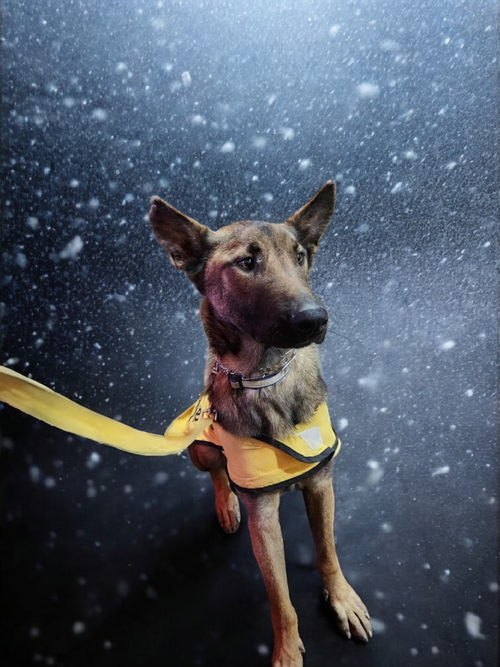 Ranger, an adoptable Belgian Shepherd Malinois in garner, NC