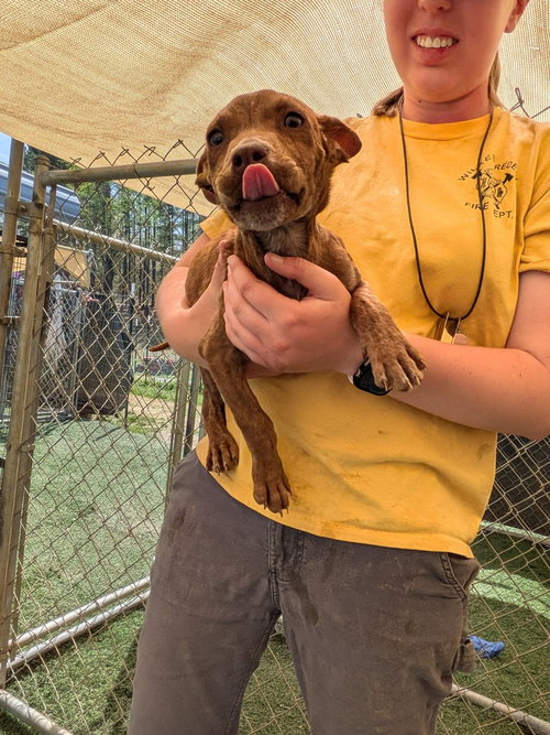 Tigress, an adoptable Dachshund in garner, NC