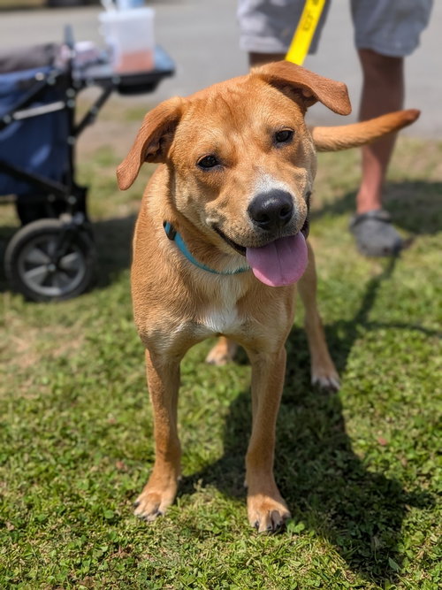 Ernie, an adoptable Labrador Retriever in garner, NC