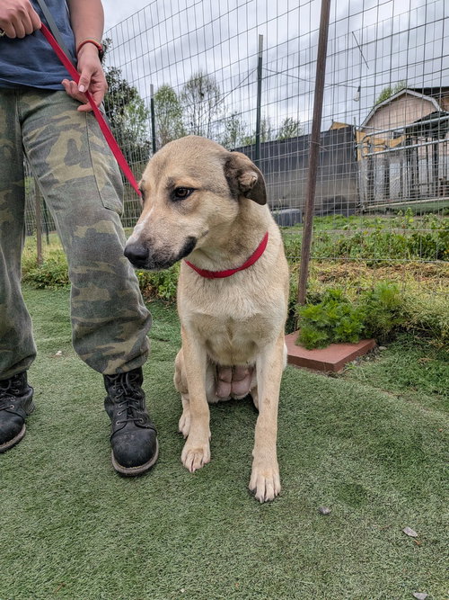 picture of the dog needing adoption