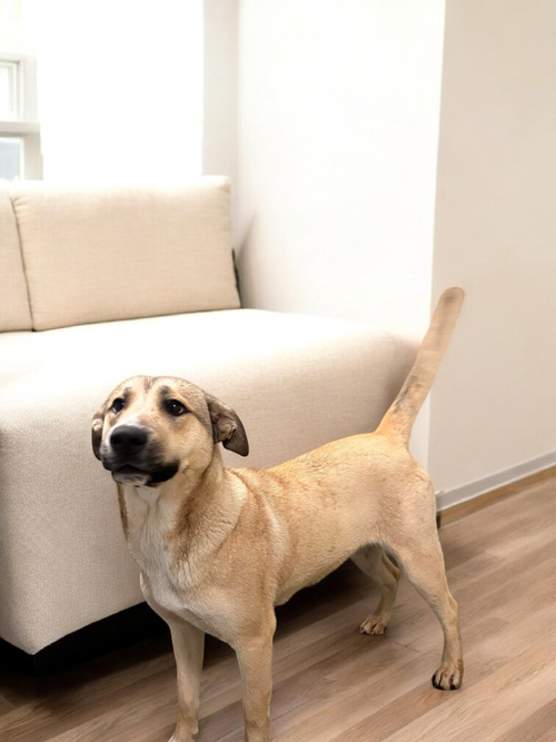 Telly, an adoptable Labrador Retriever in garner, NC