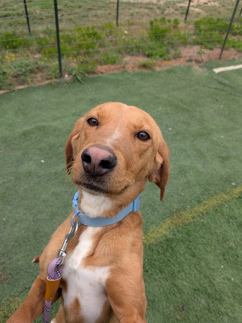 Debbie, an adoptable Labrador Retriever in garner, NC
