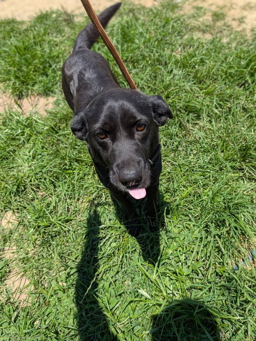 Lilly Rose, an adoptable Shepherd in garner, NC
