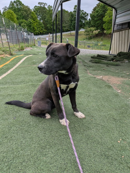 Wolfie, an adoptable Labrador Retriever in garner, NC