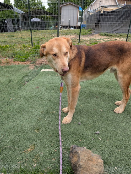 Tanner, an adoptable Husky in garner, NC