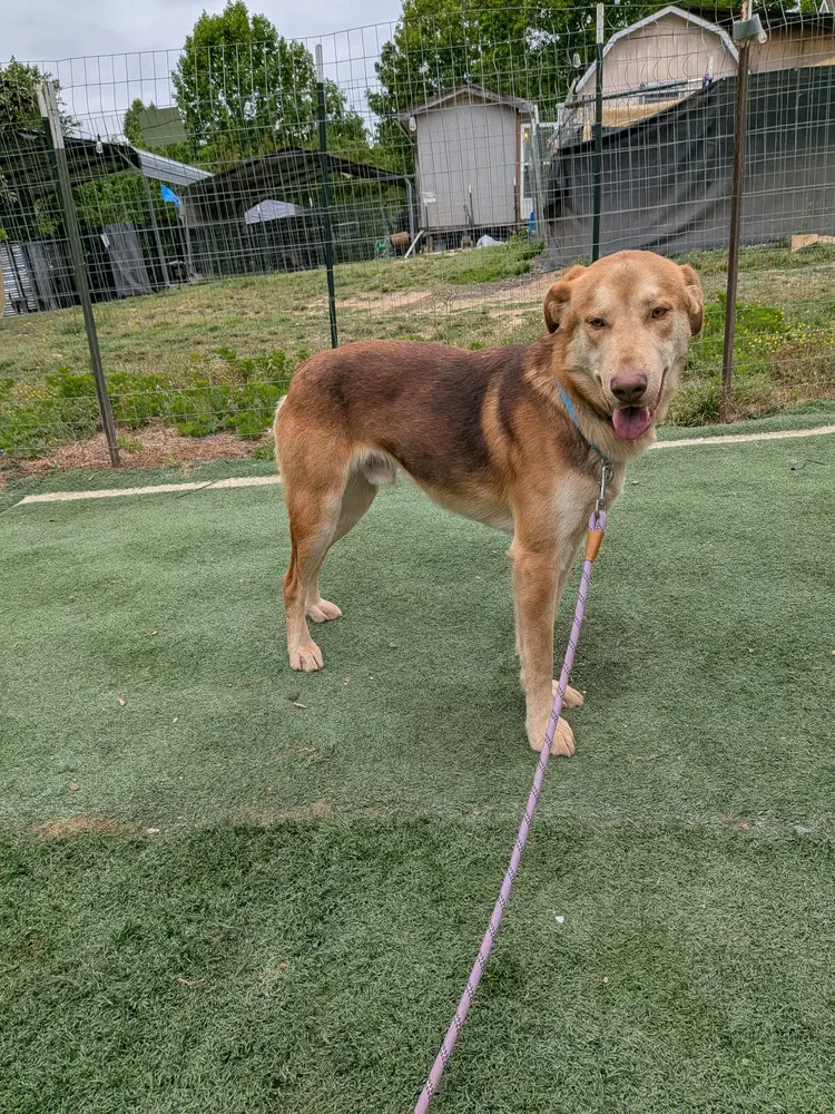 Tanner - Labrador Retriever