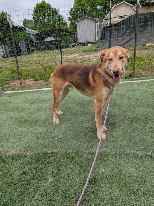 picture of the dog needing adoption
