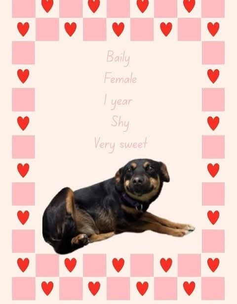 Bailey, an adoptable Terrier in garner, NC