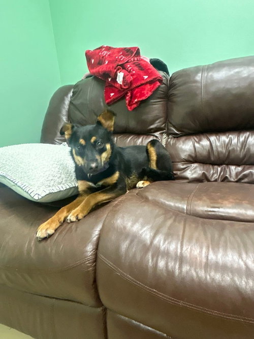 Bailey, an adoptable Terrier in garner, NC