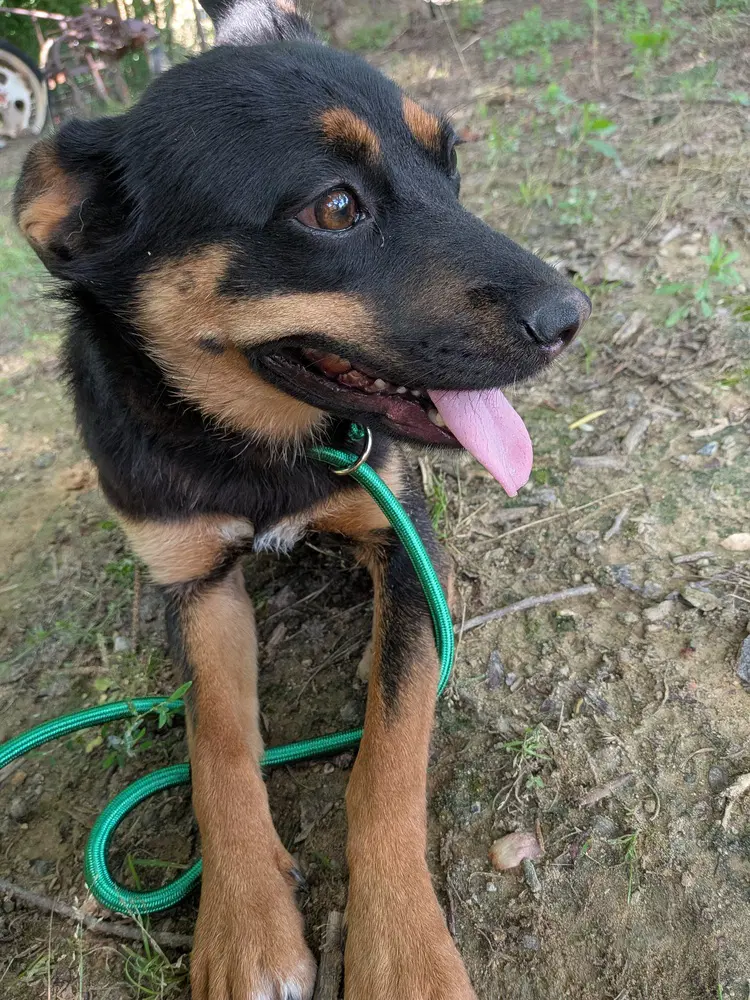 Bailey image 2