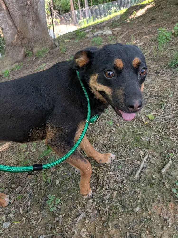 Bailey image 3