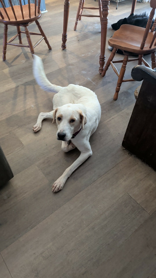 Kennedy, an adoptable Terrier in garner, NC