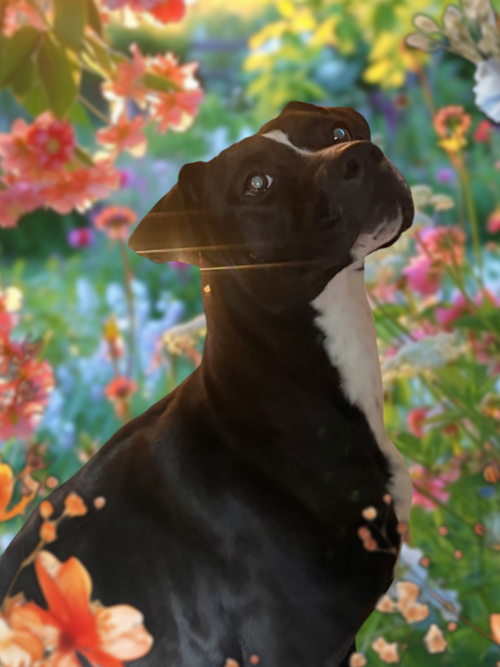 Miracle, an adoptable Labrador Retriever in garner, NC