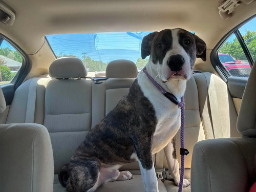Bruce, an adoptable Mastiff in garner, NC