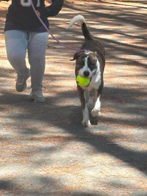 Reggie, an adoptable Boxer in garner, NC