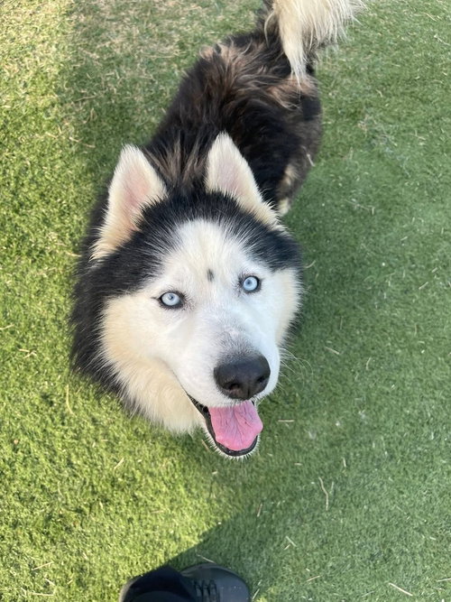 Atlas, an adoptable Siberian Husky in garner, NC