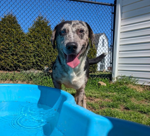 Bailey, an adoptable Catahoula Leopard Dog in garner, NC