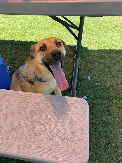 Blanche, an adoptable Labrador Retriever in garner, NC