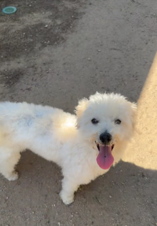 Fluffy, an adoptable Bichon Frise in garner, NC