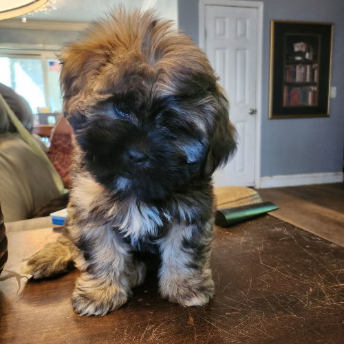 Bosco, an adoptable Shih Tzu in garner, NC
