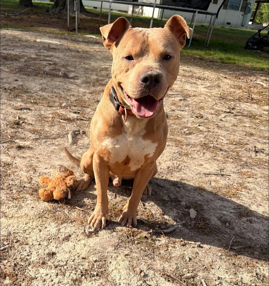 Duke