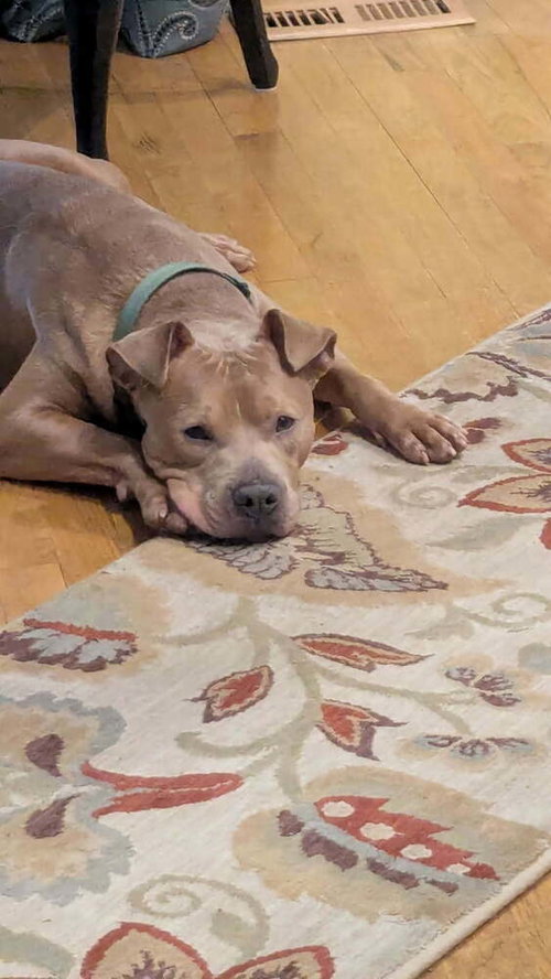 Duke, an adoptable Terrier in garner, NC