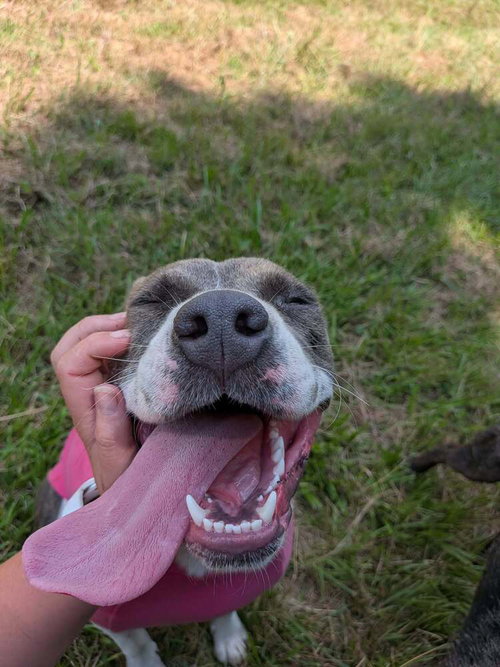 Sadie photo 2