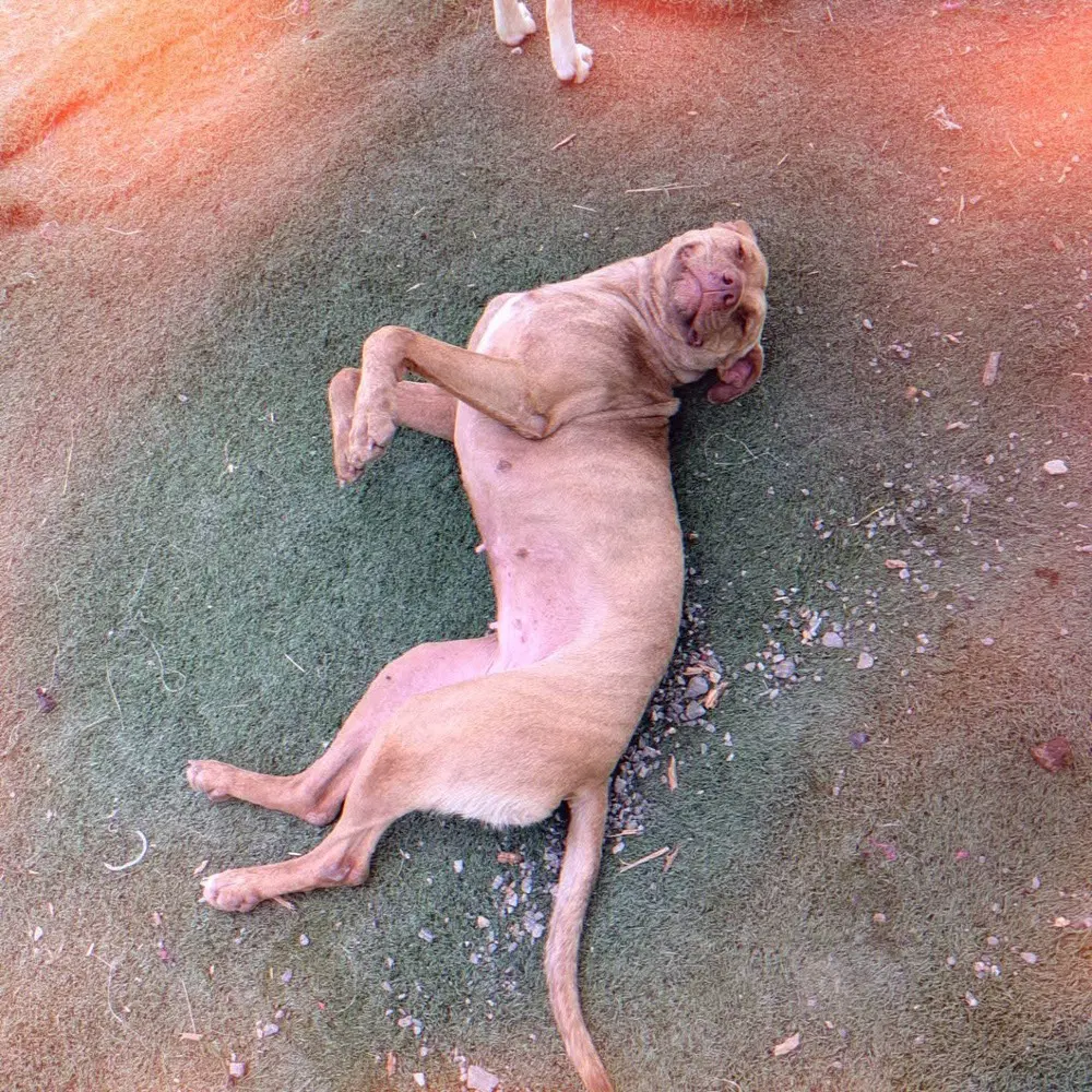 Caroline image 2