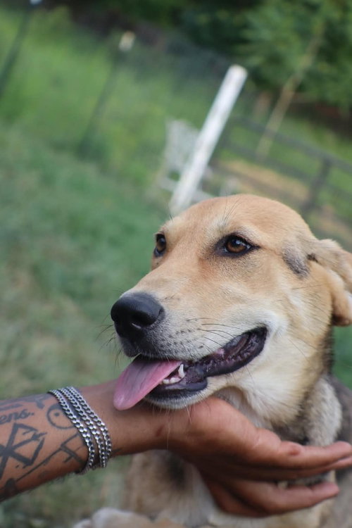 Diva, an adoptable Treeing Walker Coonhound in garner, NC
